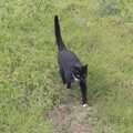 Molly Mog - Tiny Cat - roams around, The GSB at the Scouts' Duck Race, The Pennings, Eye - 23rd September 2023