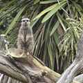 A meerkat stands on guard, Another Afternoon at the Zoo, Banham, Norfolk - 1st October 2023