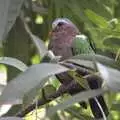 There's a funky pigeon in a tree, Another Afternoon at the Zoo, Banham, Norfolk - 1st October 2023