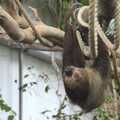 The sloth is having a wander around, Another Afternoon at the Zoo, Banham, Norfolk - 1st October 2023
