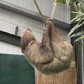 Hanging around, sloth style, Another Afternoon at the Zoo, Banham, Norfolk - 1st October 2023