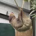 Hanging around, sloth style, Another Afternoon at the Zoo, Banham, Norfolk - 1st October 2023