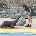 There's a fist-bump with a sealion, Another Afternoon at the Zoo, Banham, Norfolk - 1st October 2023