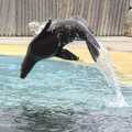 A sealion hurls itself around, Another Afternoon at the Zoo, Banham, Norfolk - 1st October 2023