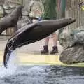 The sealion is porpoising, Another Afternoon at the Zoo, Banham, Norfolk - 1st October 2023