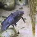 There's an axolotl in a tank, Another Afternoon at the Zoo, Banham, Norfolk - 1st October 2023