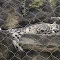 The new snow leopard has a doze, Another Afternoon at the Zoo, Banham, Norfolk - 1st October 2023