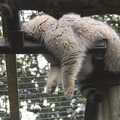 The Floofy Chunk is having a sleep as well, Another Afternoon at the Zoo, Banham, Norfolk - 1st October 2023