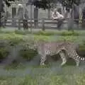 The cheetah prowls around, Another Afternoon at the Zoo, Banham, Norfolk - 1st October 2023