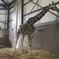 A giraffe chomps on some branches, Another Afternoon at the Zoo, Banham, Norfolk - 1st October 2023