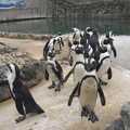 The penguins are still hanging around by their pond, Another Afternoon at the Zoo, Banham, Norfolk - 1st October 2023