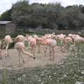 The pink flamingoes have moved, Another Afternoon at the Zoo, Banham, Norfolk - 1st October 2023