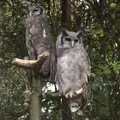 The owls judge everything from their perches, Another Afternoon at the Zoo, Banham, Norfolk - 1st October 2023