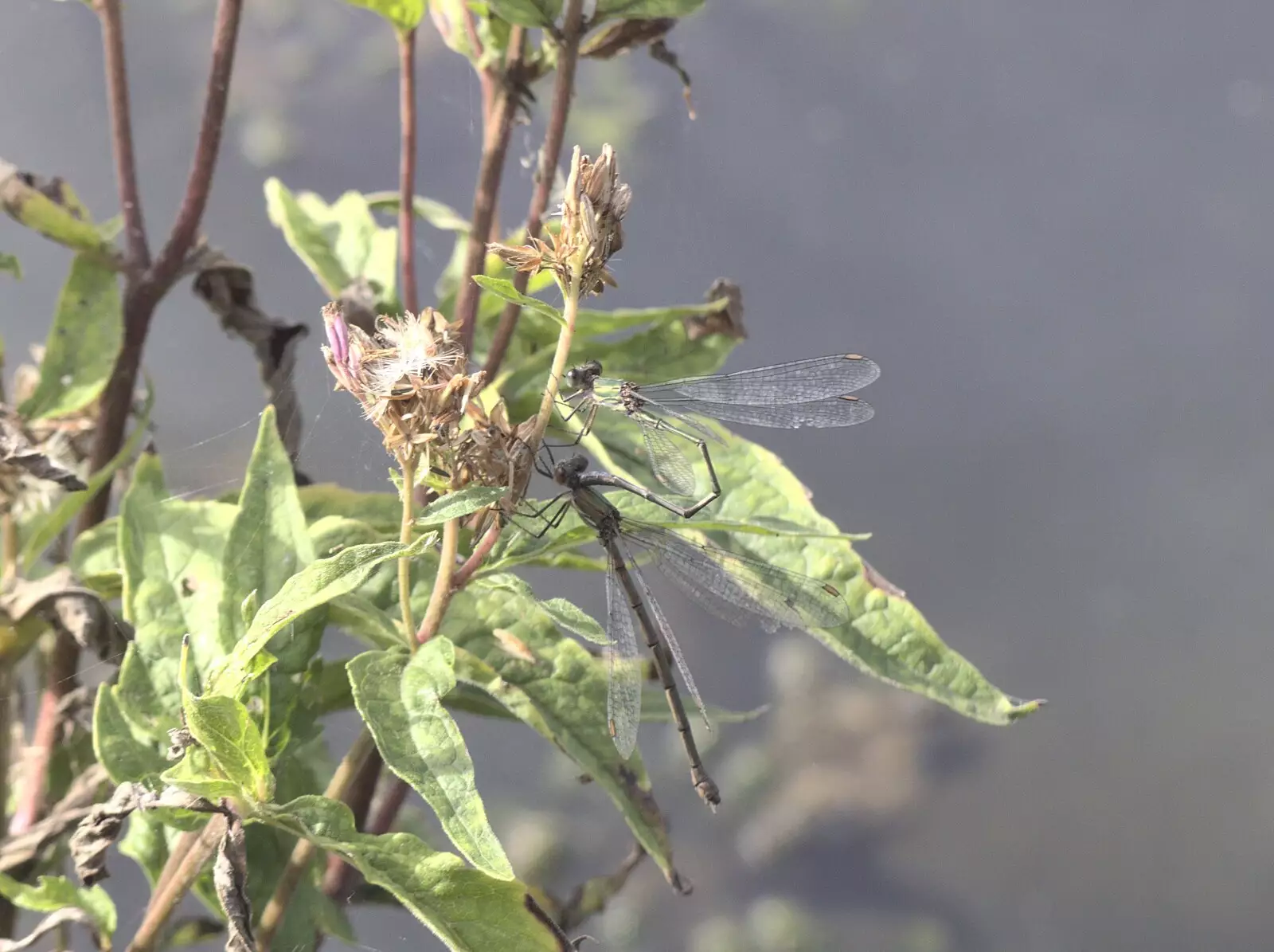 Two dragnflies get it on, from A Postcard From New Buckenham, Norfolk - 5th October 2023