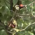 Two more creature creations in an apple tree, A Postcard From New Buckenham, Norfolk - 5th October 2023