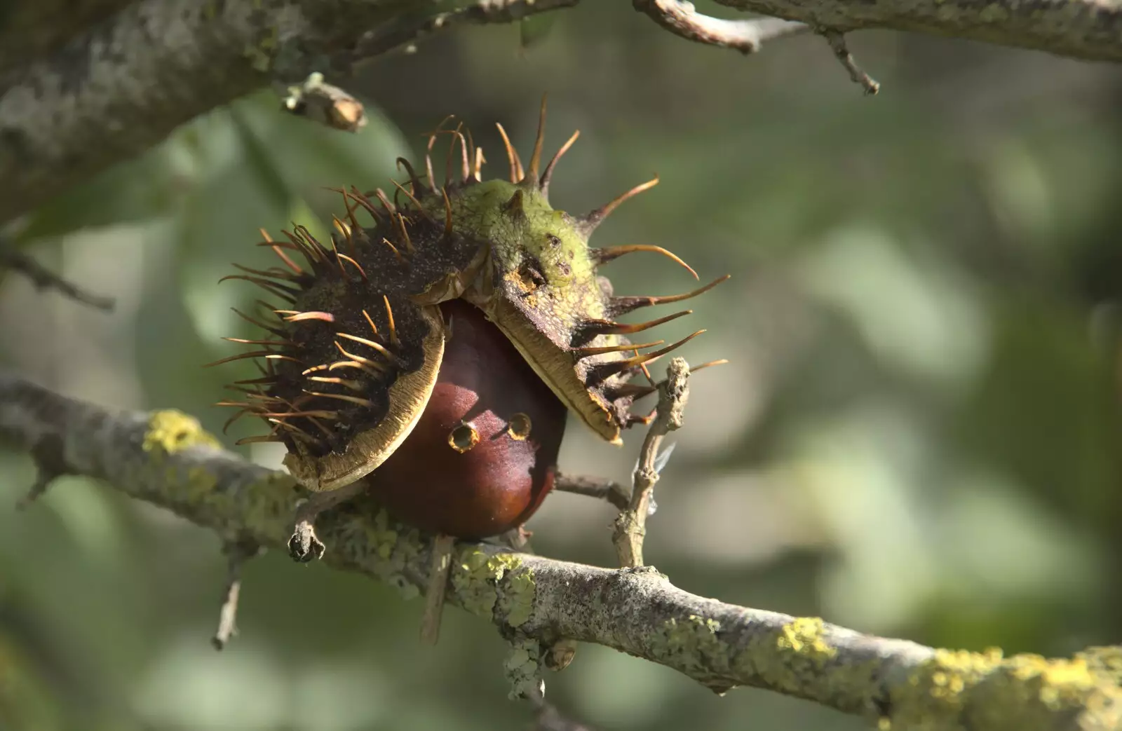 A conker person with a spiky hat, from A Postcard From New Buckenham, Norfolk - 5th October 2023