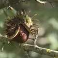 A conker person with a spiky hat, A Postcard From New Buckenham, Norfolk - 5th October 2023