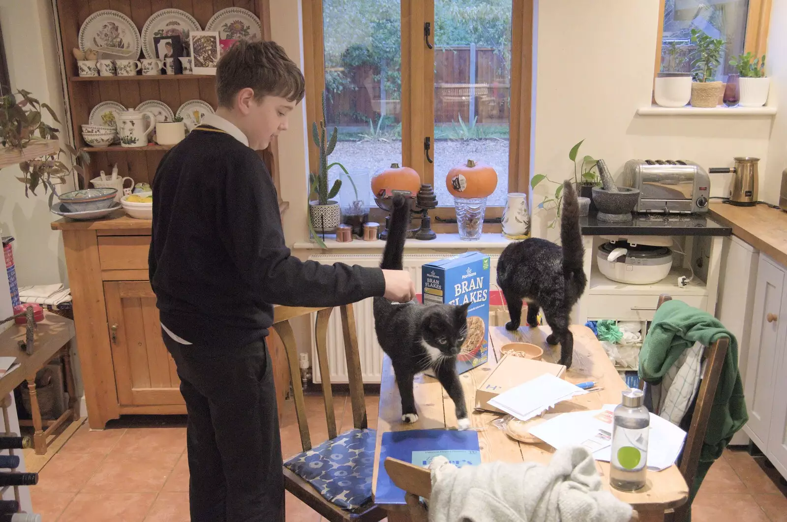 The kittens swirl around on the kitchen table, from Tales From The Floods, Bury St. Edmunds and Walsham Le Willows, Suffolk - 20th October 2023