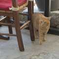 A cat looks guilty about something, The Cats of Rhodes, Ρόδος, Greece - 24th October 2023