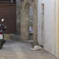A cat gets fed scraps from a window above, The Cats of Rhodes, Ρόδος, Greece - 24th October 2023
