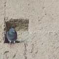 A pigeon sits on a hole in the wall, The Cats of Rhodes, Ρόδος, Greece - 24th October 2023