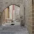 Another cat roams the streets of Rhodes, The Cats of Rhodes, Ρόδος, Greece - 24th October 2023