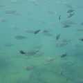 There are loads of fish in the sea, The Cats of Rhodes, Ρόδος, Greece - 24th October 2023
