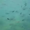 There are loads of fish in the sea, The Cats of Rhodes, Ρόδος, Greece - 24th October 2023