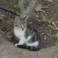 There's a tiny kitten in a tree, The Cats of Rhodes, Ρόδος, Greece - 24th October 2023