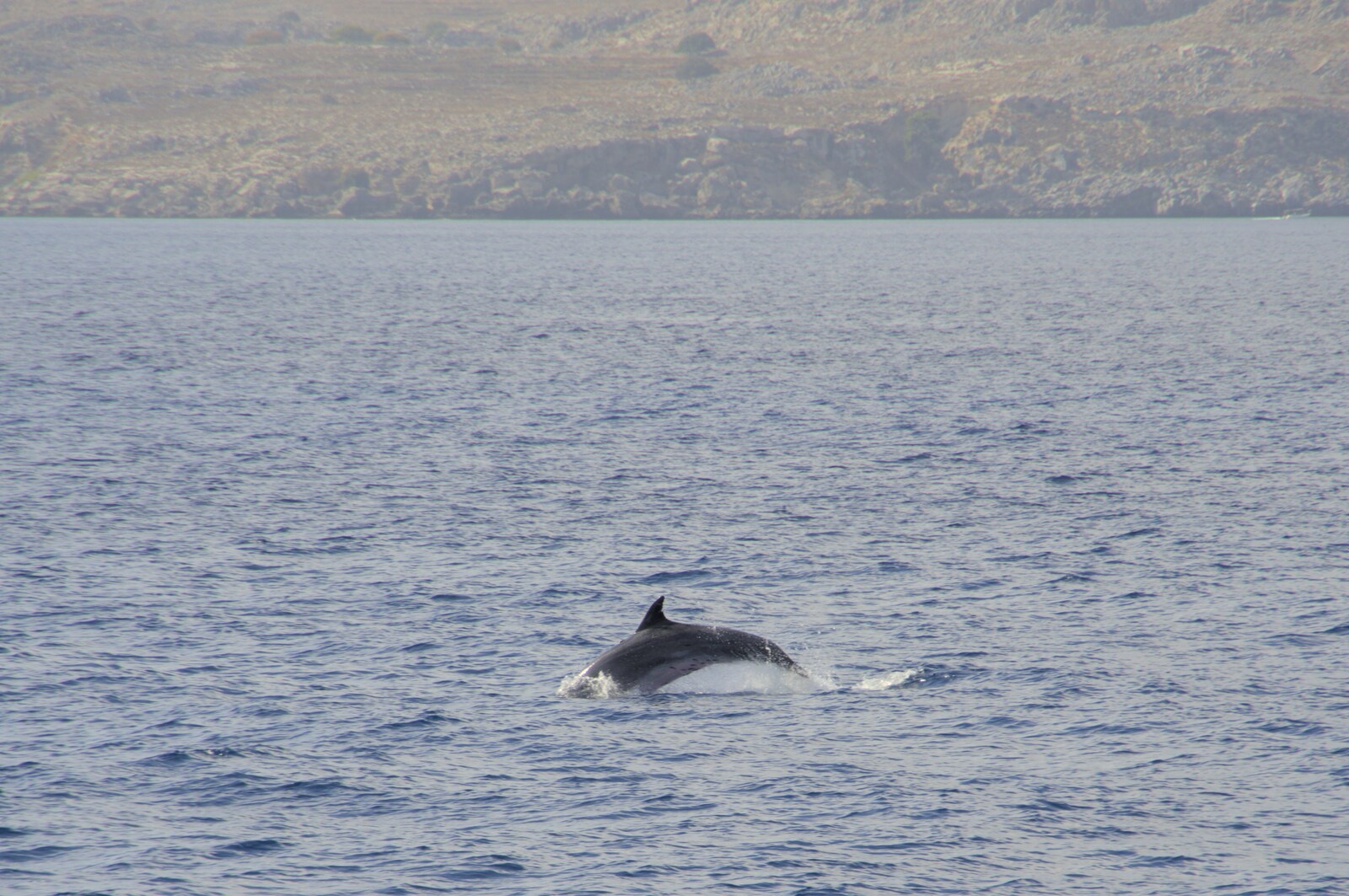A dolphin does its thing from A Trip to Lindos and More Cats of Rhodes, Ρόδος και Λίνδος, Greece - 28th October 2023