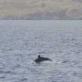 A dolphin does its thing, A Trip to Lindos and More Cats of Rhodes, Ρόδος και Λίνδος, Greece - 28th October 2023