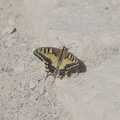 A large swallowtail butterfly floats around, A Trip to Lindos and More Cats of Rhodes, Ρόδος και Λίνδος, Greece - 28th October 2023