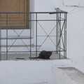 An invisible cat of Lindos, A Trip to Lindos and More Cats of Rhodes, Ρόδος και Λίνδος, Greece - 28th October 2023