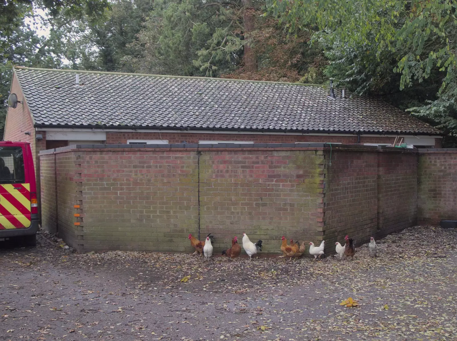 We find a load of chickens roaming around, from Painting the Set at the Village Hall, Garboldisham, Norfolk - 8th November 2023