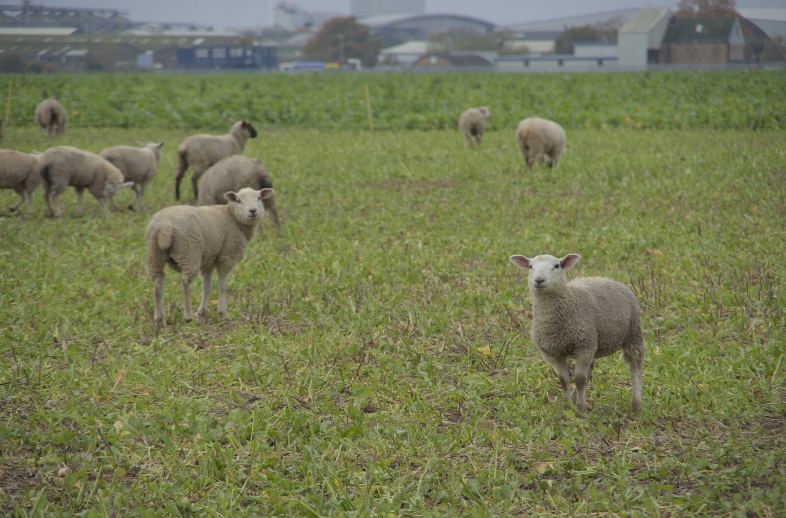 There are sheep in the 100-acre field from The GSB and the Christmas Pudding Mixing, Wickham Skeith, Suffolk - 25th November 2023
