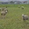 There are sheep in the 100-acre field, The GSB and the Christmas Pudding Mixing, Wickham Skeith, Suffolk - 25th November 2023