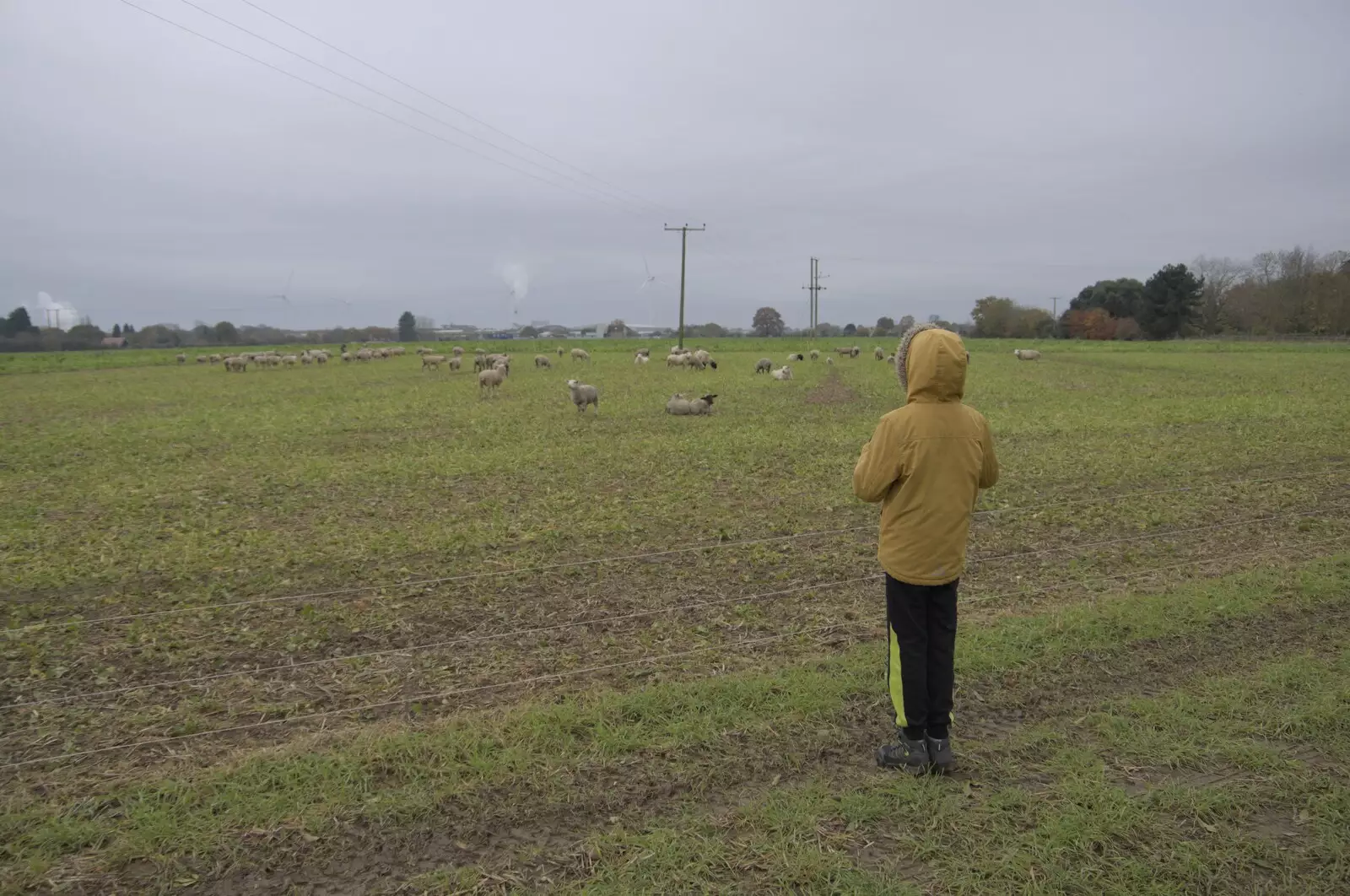 Harry watches the sheep for a bit, from The GSB and the Christmas Pudding Mixing, Wickham Skeith, Suffolk - 25th November 2023