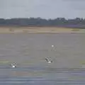 Some geese take flight over the estuary, A Postcard from Manningtree, Essex - 9th January 2024