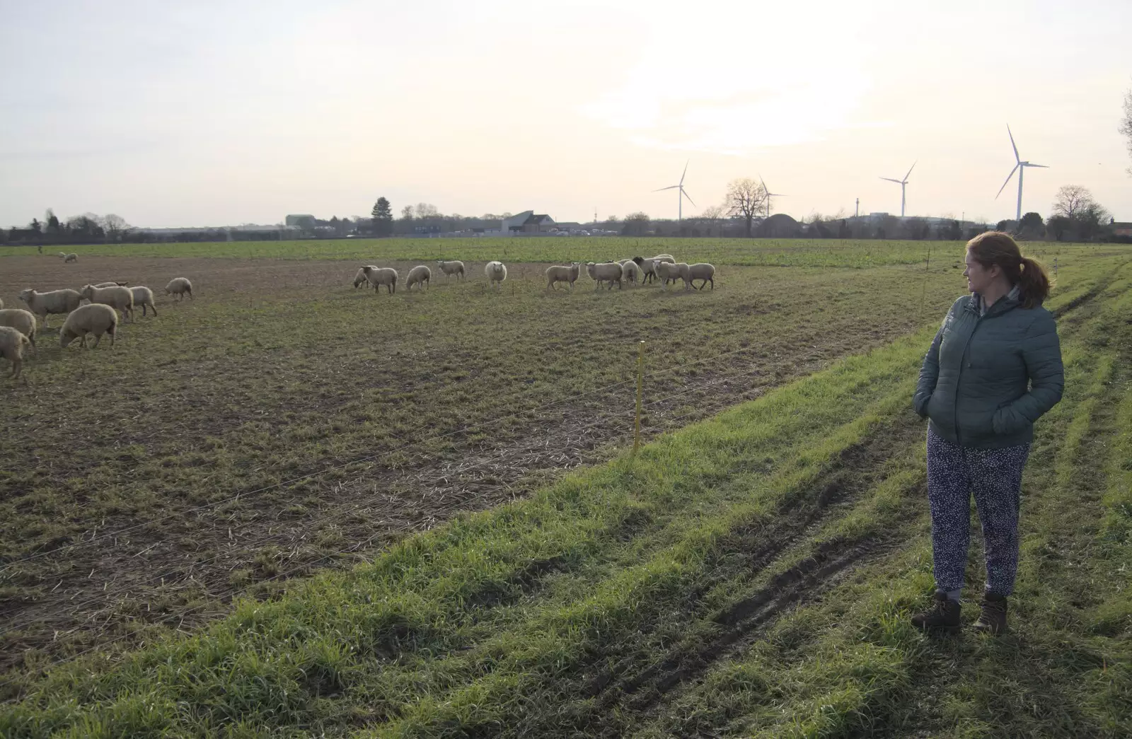 Isobel looks at the sheep in the back field, from A February Miscellany, Diss and Woodbridge, Suffolk - 3rd February 2024