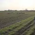 Isobel looks at the sheep in the back field, A February Miscellany, Diss and Woodbridge, Suffolk - 3rd February 2024