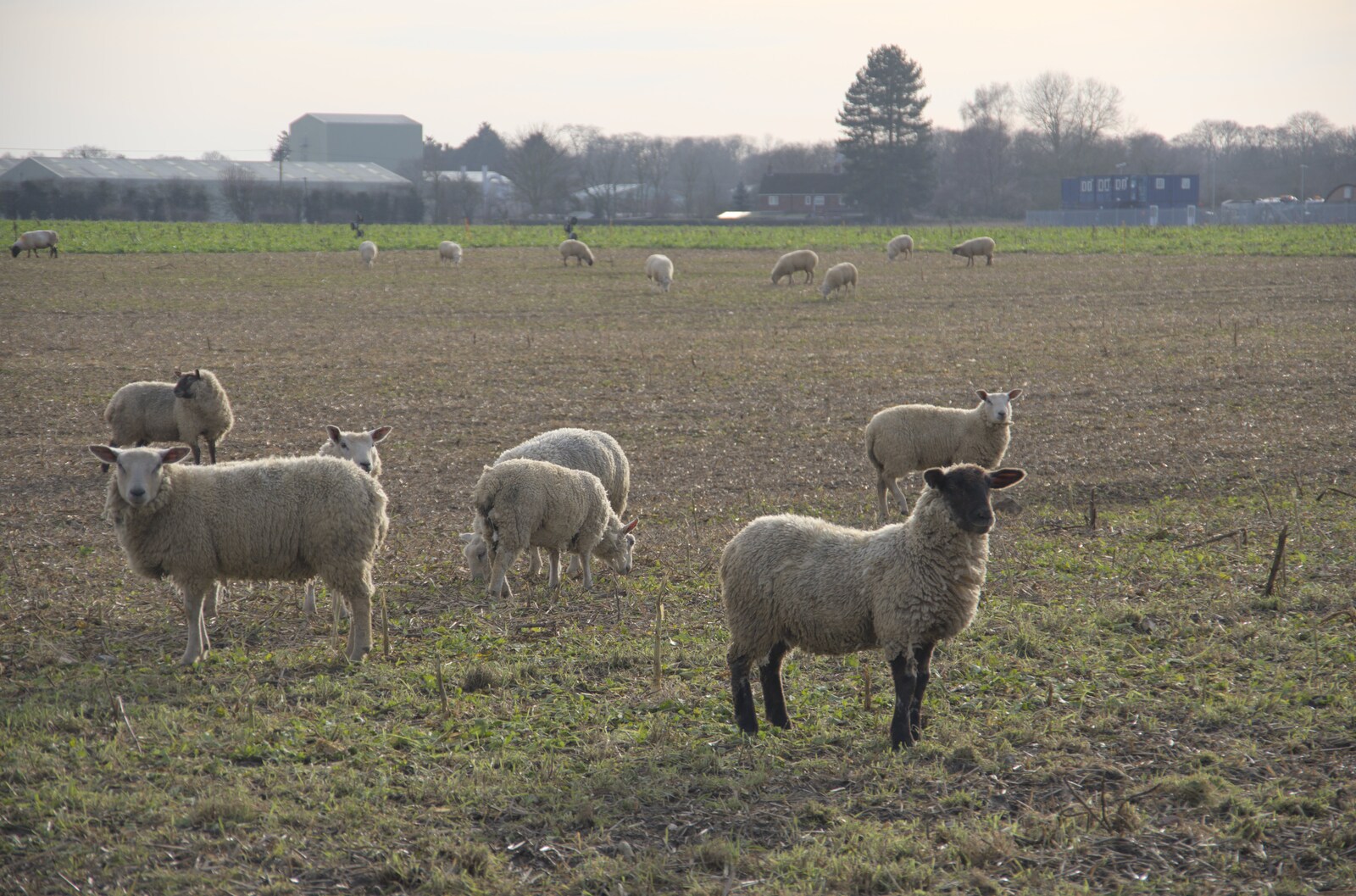 Sheep watch us warily as we walk past from A February Miscellany, Diss and Woodbridge, Suffolk - 3rd February 2024