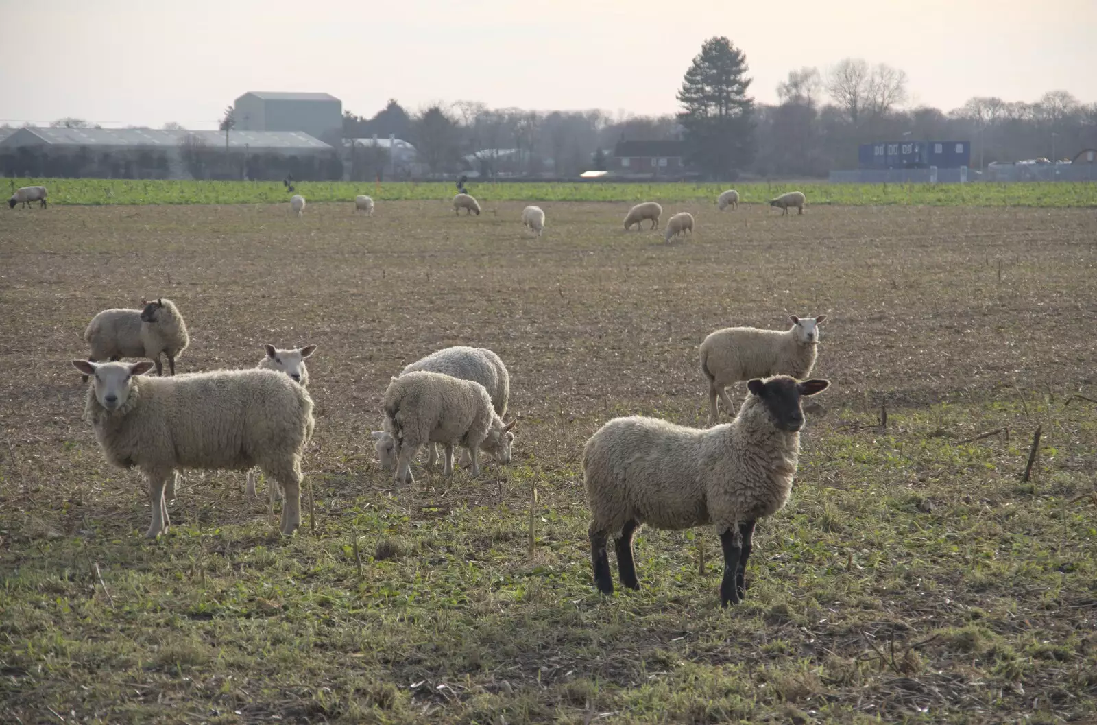 Sheep watch us warily as we walk past, from A February Miscellany, Diss and Woodbridge, Suffolk - 3rd February 2024