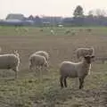 Sheep watch us warily as we walk past, A February Miscellany, Diss and Woodbridge, Suffolk - 3rd February 2024