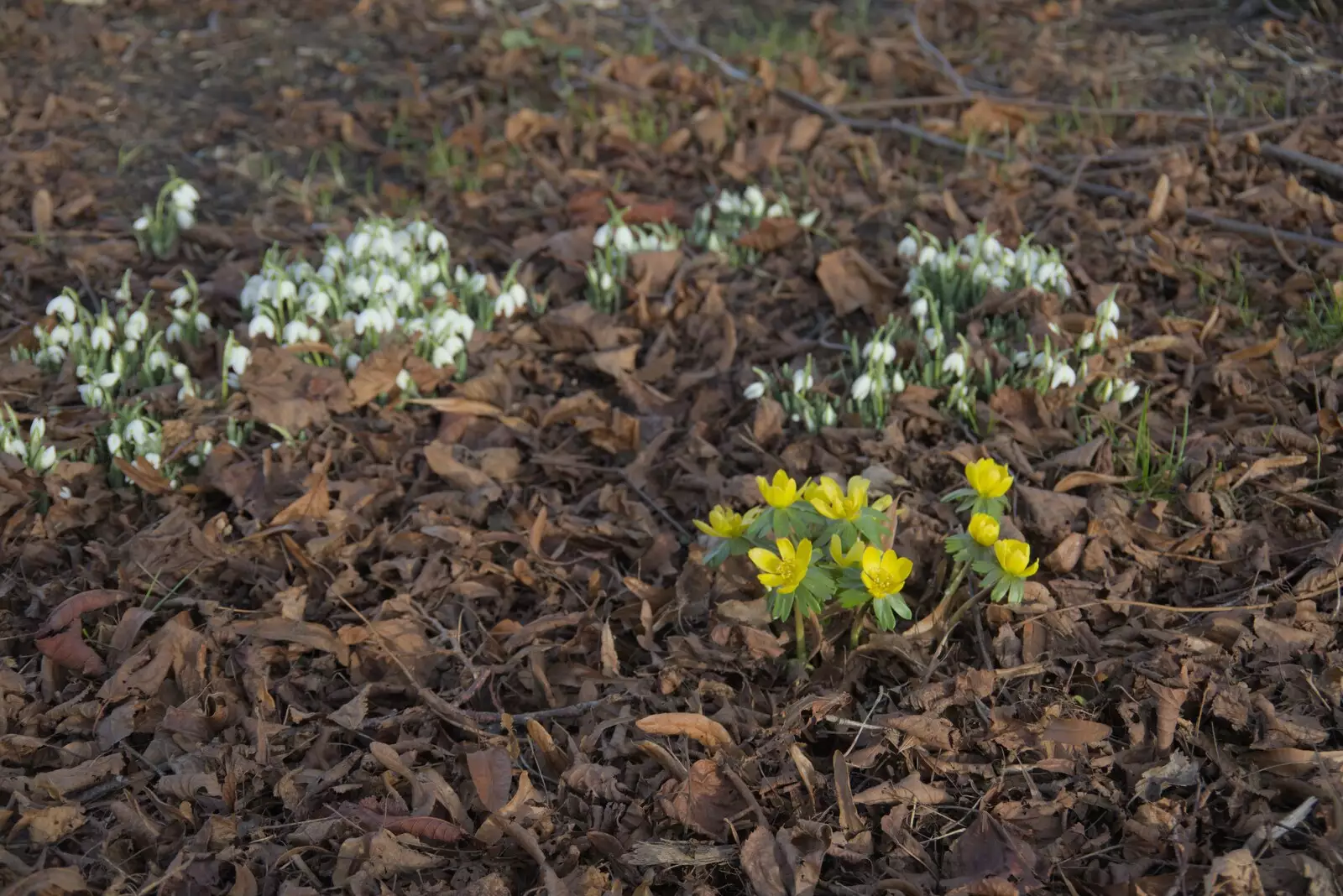 Snowdrops and the little yellow flowers are out, from A February Miscellany, Diss and Woodbridge, Suffolk - 3rd February 2024