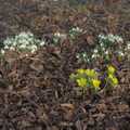 Snowdrops and the little yellow flowers are out, A February Miscellany, Diss and Woodbridge, Suffolk - 3rd February 2024