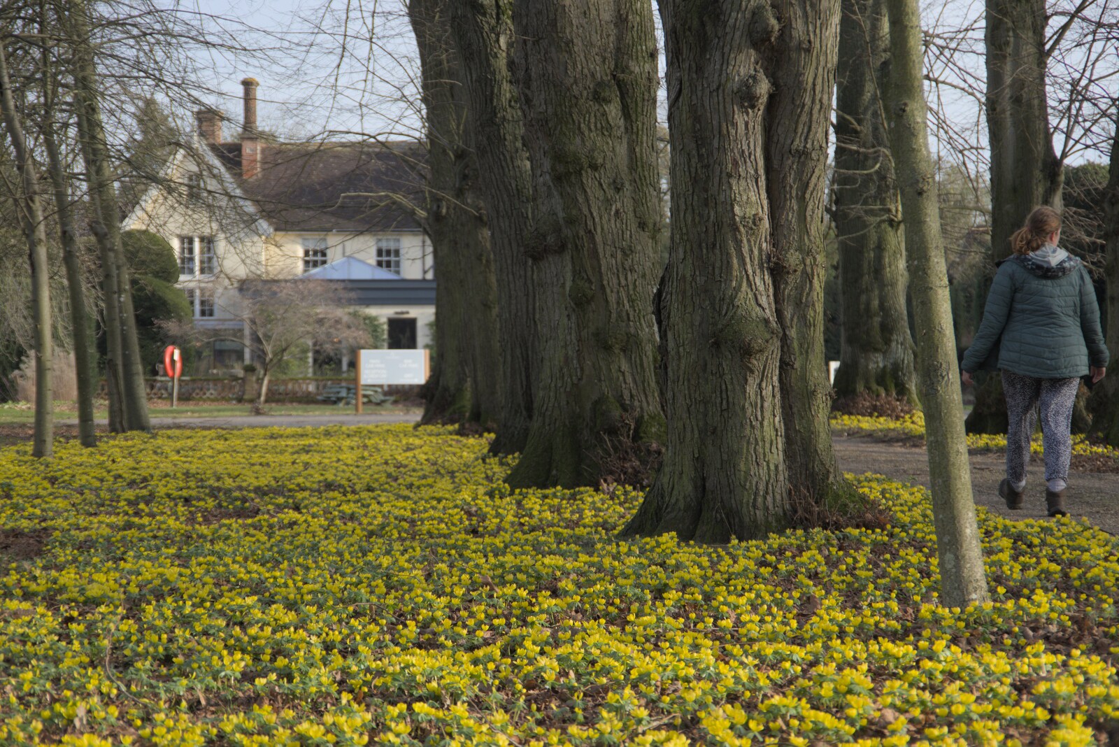 Isobel walks past a carpet of yellow flowers from A February Miscellany, Diss and Woodbridge, Suffolk - 3rd February 2024