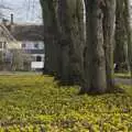 Isobel walks past a carpet of yellow flowers, A February Miscellany, Diss and Woodbridge, Suffolk - 3rd February 2024