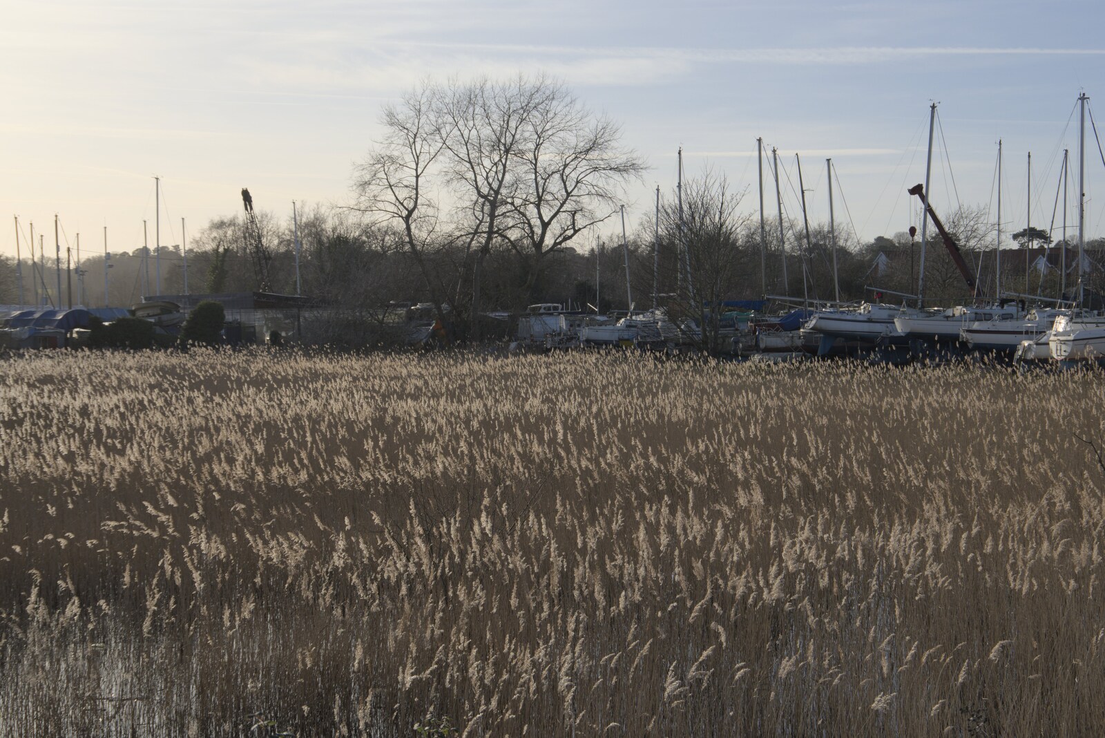Reeds in the marsh by the river from A February Miscellany, Diss and Woodbridge, Suffolk - 3rd February 2024