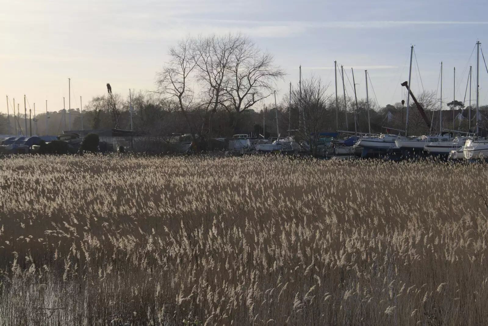 Reeds in the marsh by the river, from A February Miscellany, Diss and Woodbridge, Suffolk - 3rd February 2024