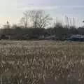 Reeds in the marsh by the river, A February Miscellany, Diss and Woodbridge, Suffolk - 3rd February 2024